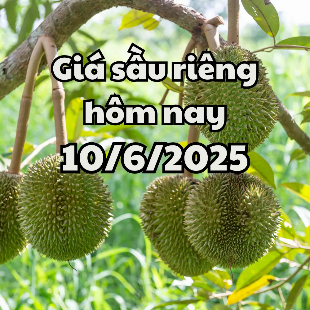 sầu riêng