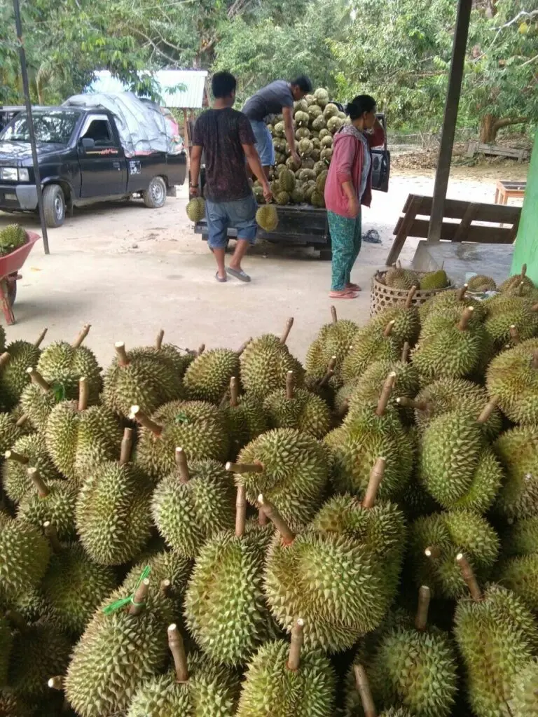 sầu riêng