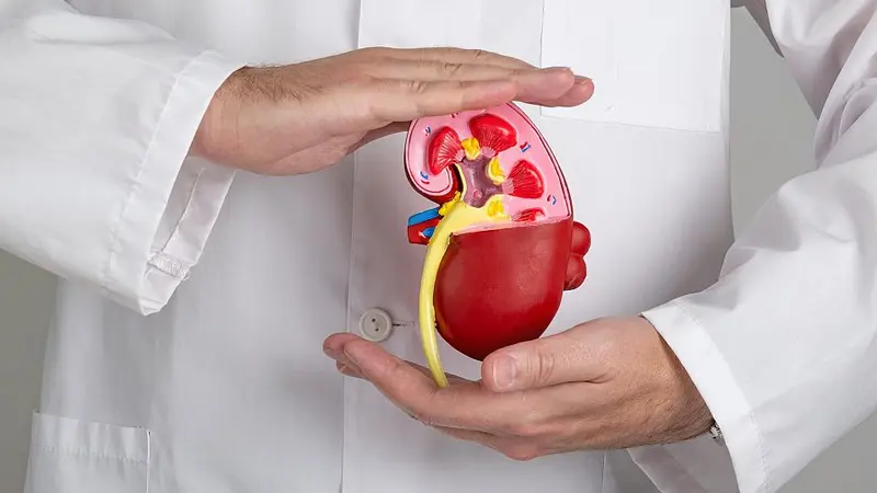 Thận trên con đường suy yếu