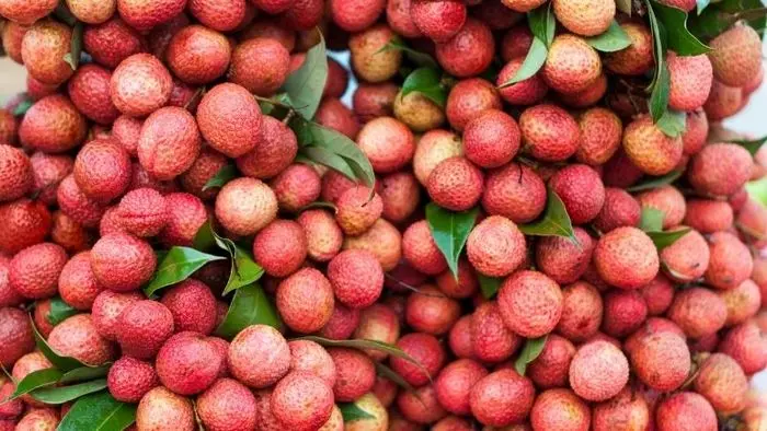 sản lượng vải thiều lớn