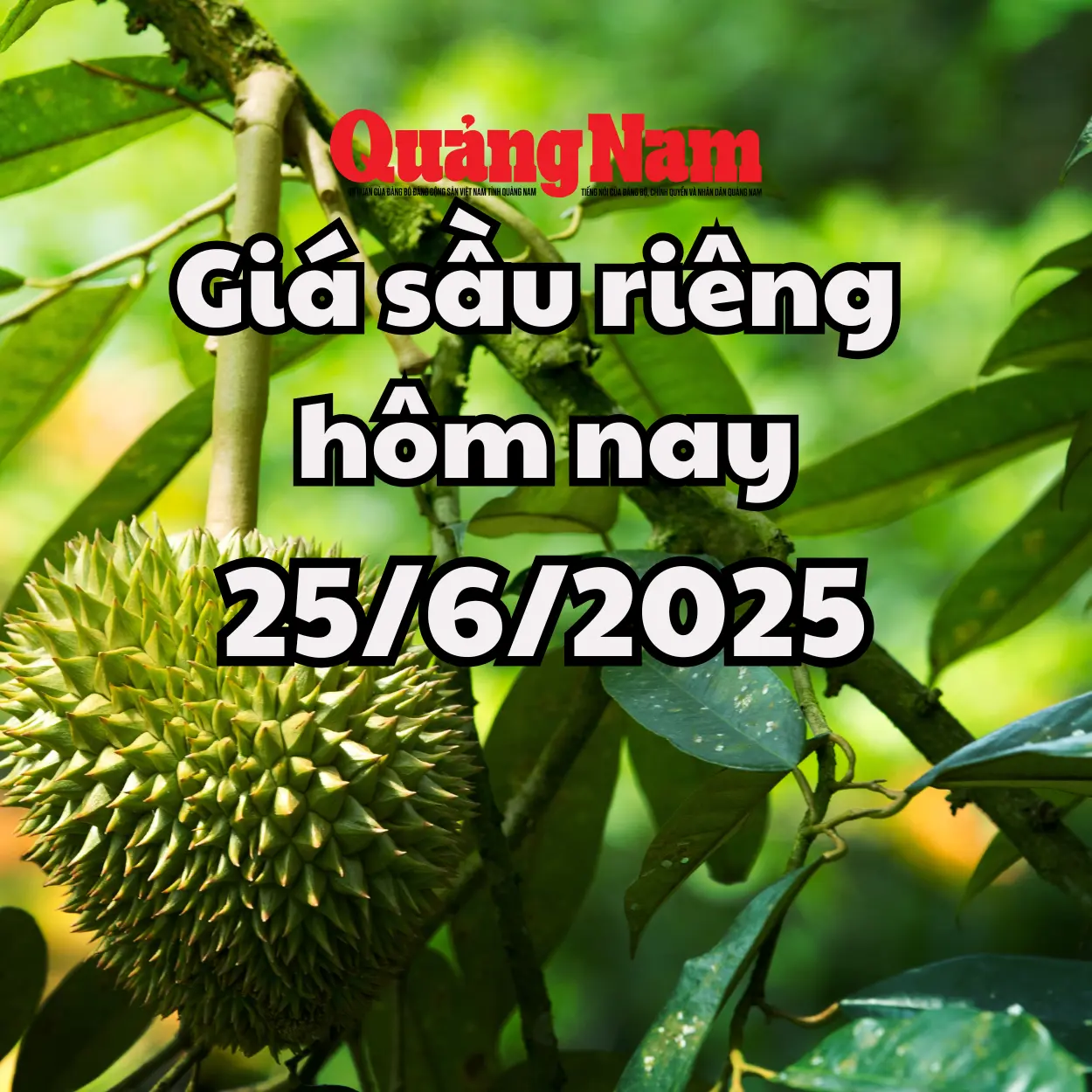 sầu riêng