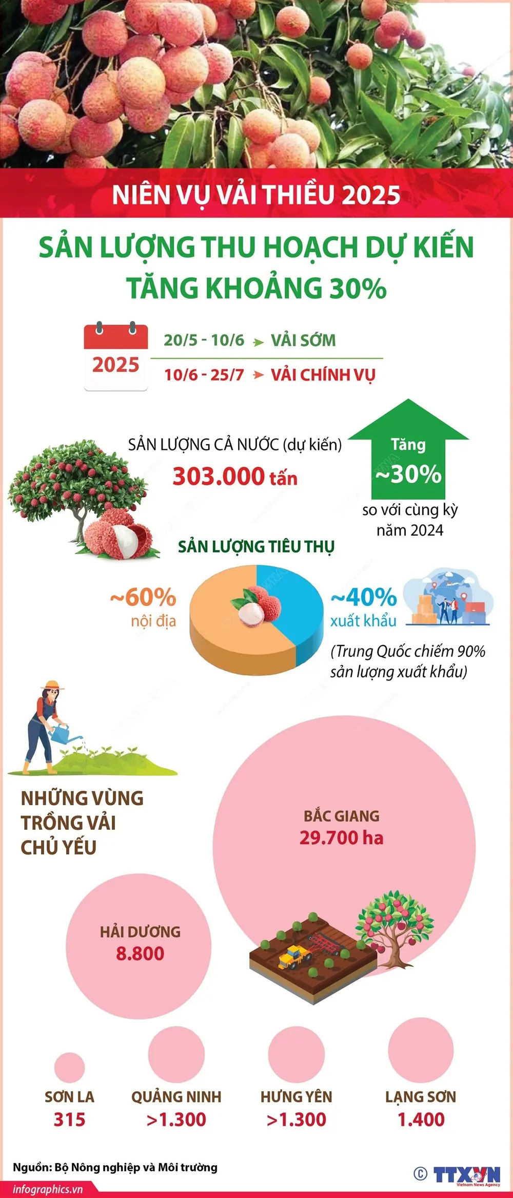 nông dân trồng vải