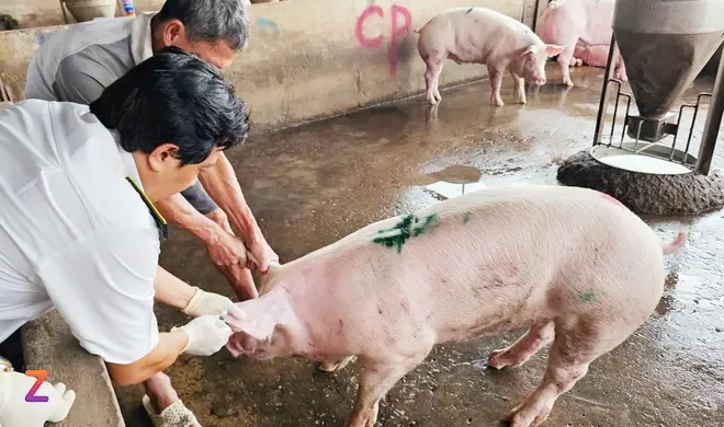 Quy trình kiểm dịch thịt heo