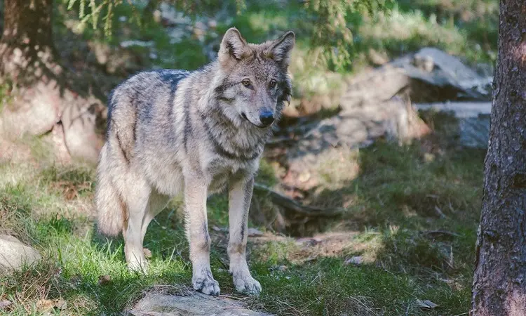 62gmrr VNE Wolf 7609 1640150510