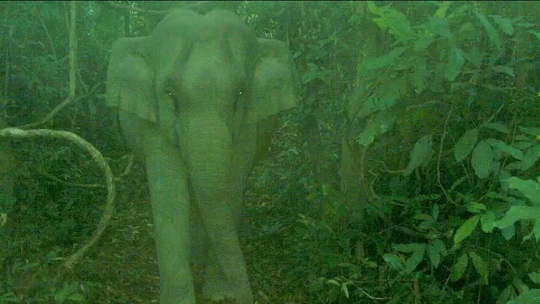 75199j da nang phat hien ca the voi con trong khu bao ton loai va sinh canh voi 2 14290629
