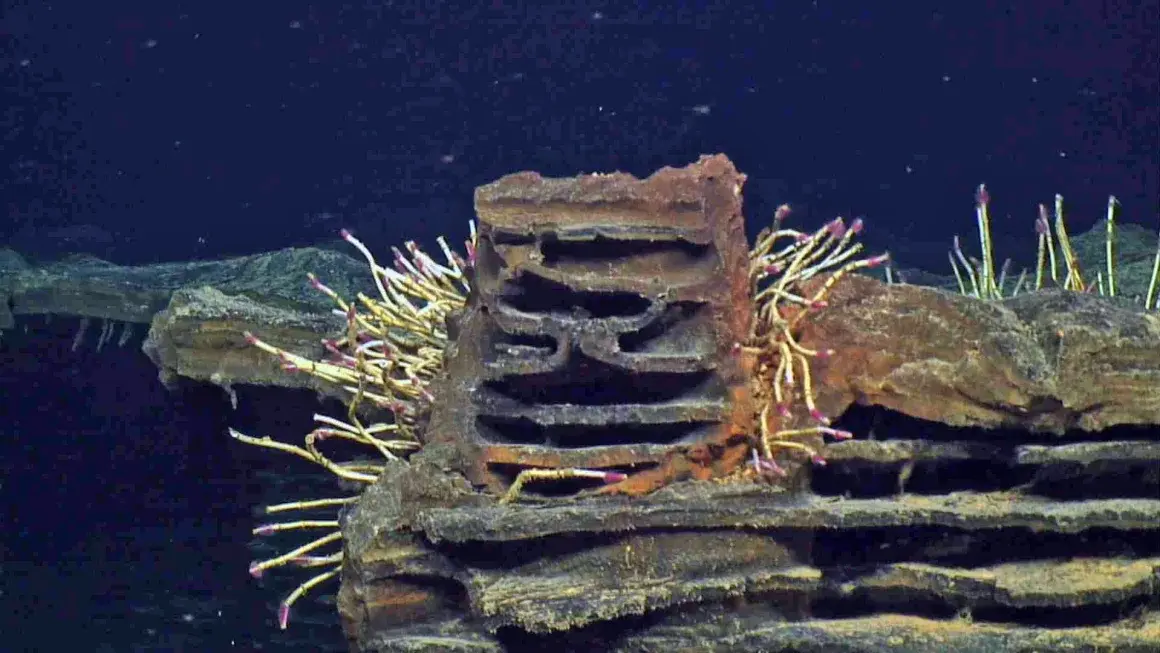a91bxr metal works worms great scicam 20170801 022448 27947740325423414280416