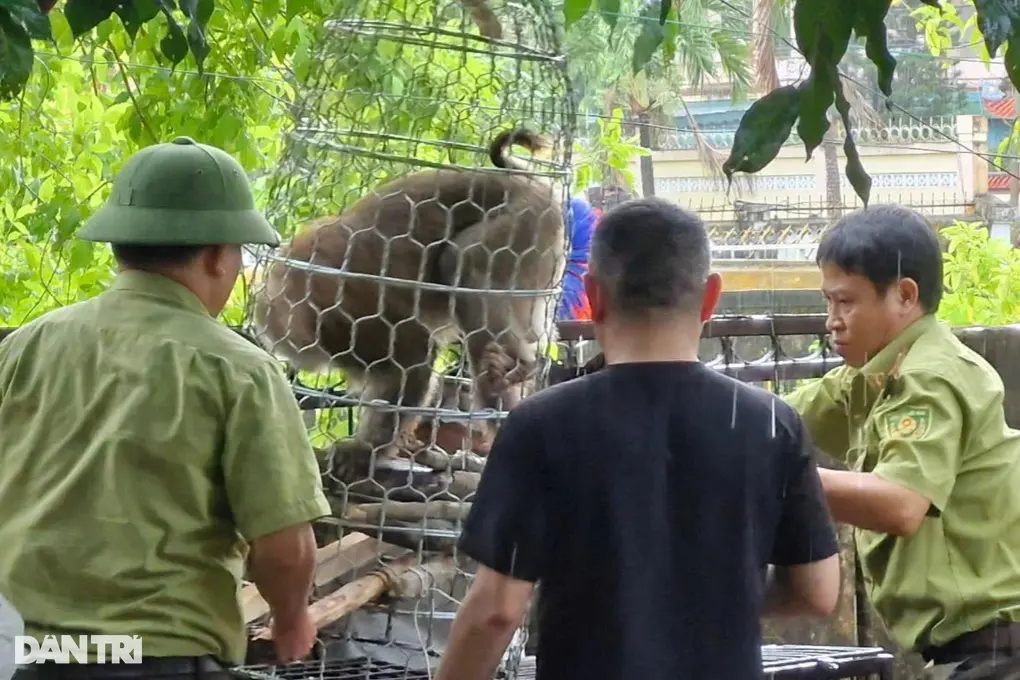 Khỉ tấn công bé gái