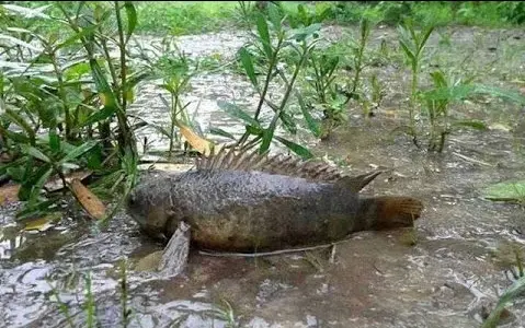 Cá rô đồng di cư