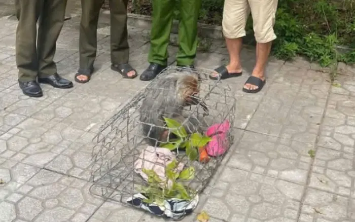 qqmj9z_1751534274-83-thumbnail-width740height495_anh_cat_3_2_schema_article.webp