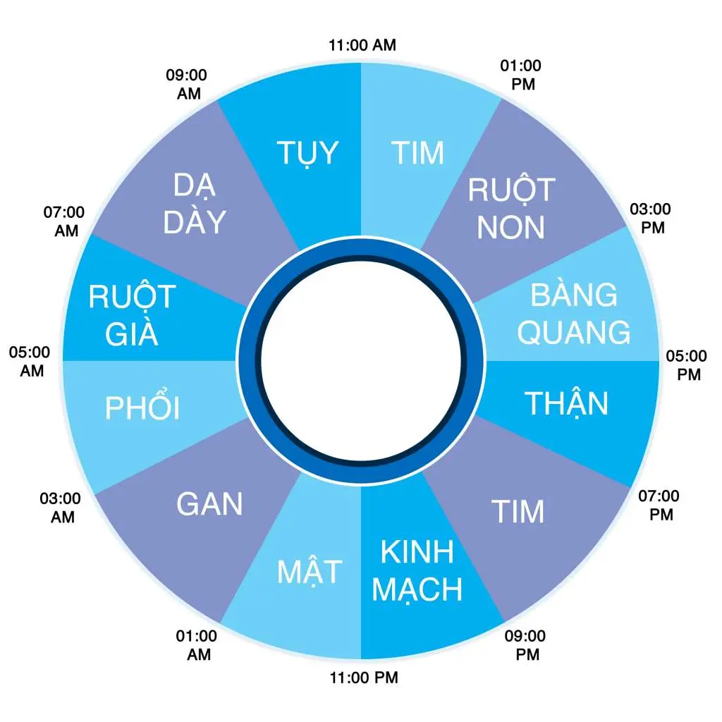 qvpexb bai viet co the chung ta hoat dong the nao trong 24 gio 01