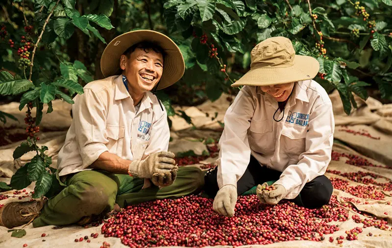 Thu hoạch cà phê