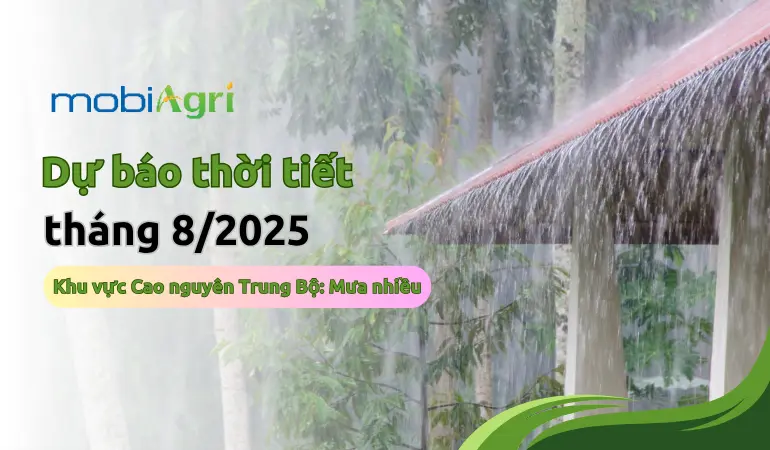 3agtno du bao thoi tiet thang 8 2025 2