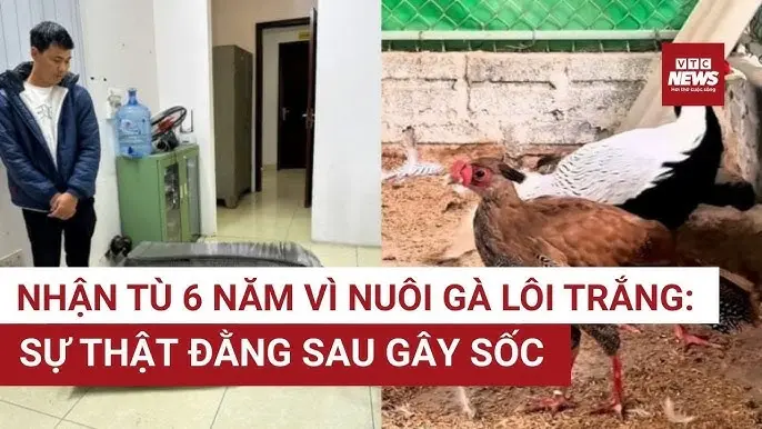 4sy6am hq720