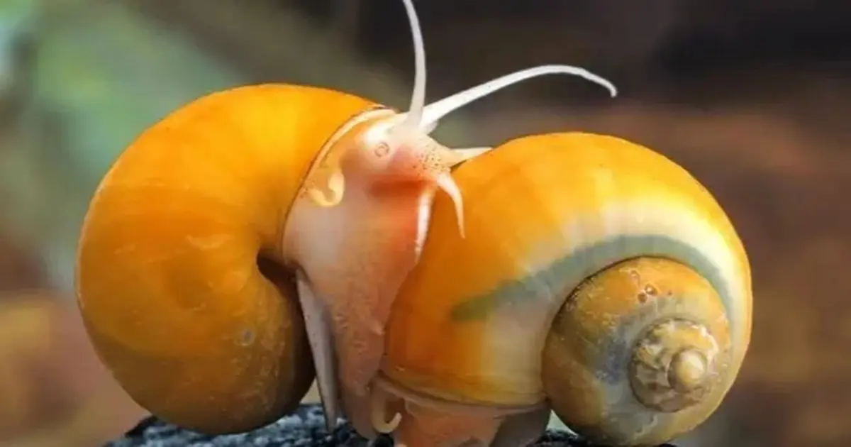 a6rz6a 570 apple snail 5 cropped 1754701609842