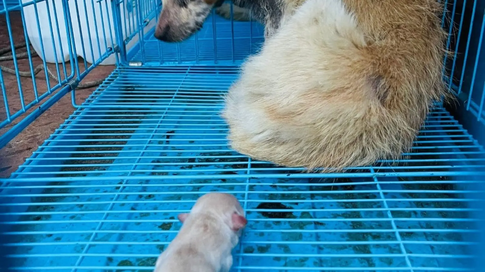 byrmqs Rescued Yulin Dogs C June 2021 540080