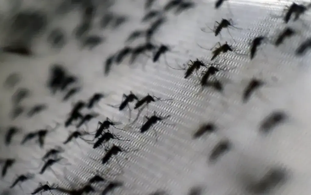 ljfhv7_id1084477-denguemosquito-45653-3015-8245-1755138032-17670283005843361374052-47769325048333447792355.webp