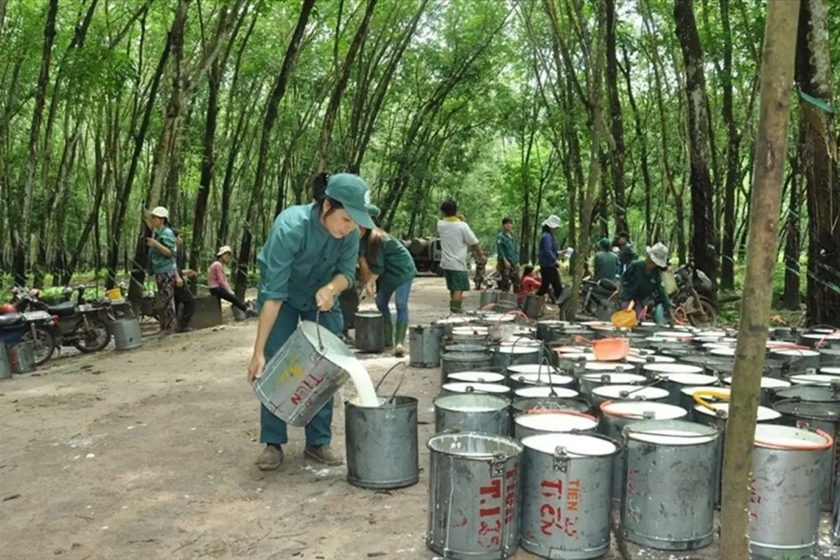 ncu1xo dautu.kinhtechungkhoan.vn stores news dataimages 2025 072025 19 08 cao su20250719084305