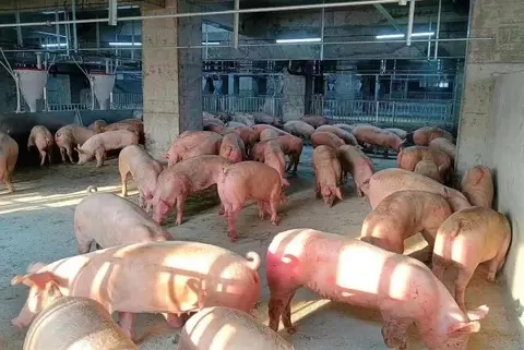 rzqlr8 pig 1676027673157844747633 17539465035421899710166