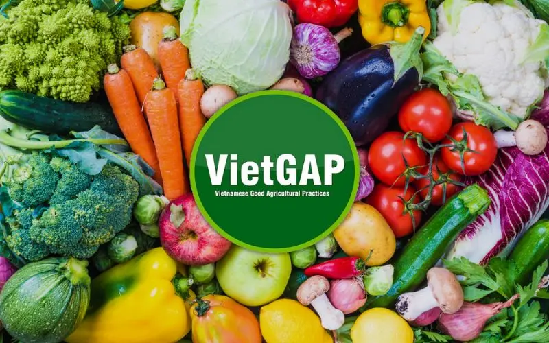 7aa3vt what is vietgap 2