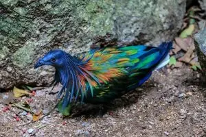 9b112l_B-E1-BB-93-C-C3-A2u-Nicobar-C-C3-B4n--C4-90-E1-BA-A3o-300x200.webp