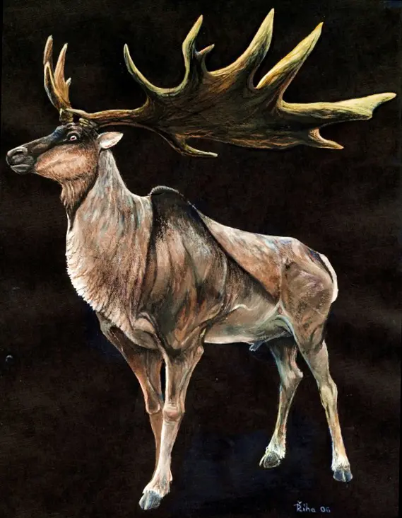 e3grrn Megaloceros