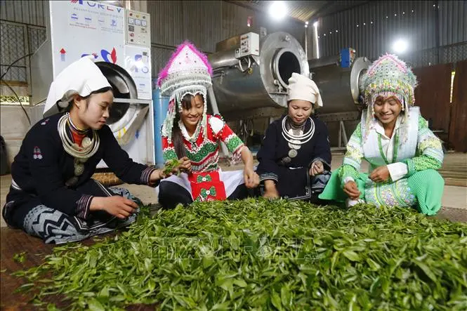 vxefgg che shan tuyet 310821