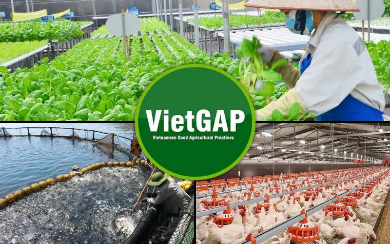 zsmroo what is vietgap 1