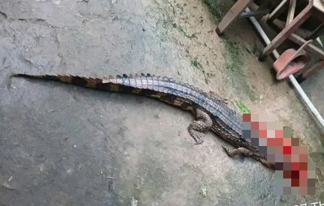 2xbclq base64 1761708374462939673101