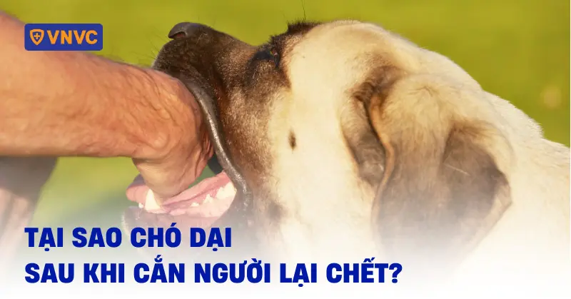7v8wb9 tai sao cho dai sau khi can nguoi lai chet