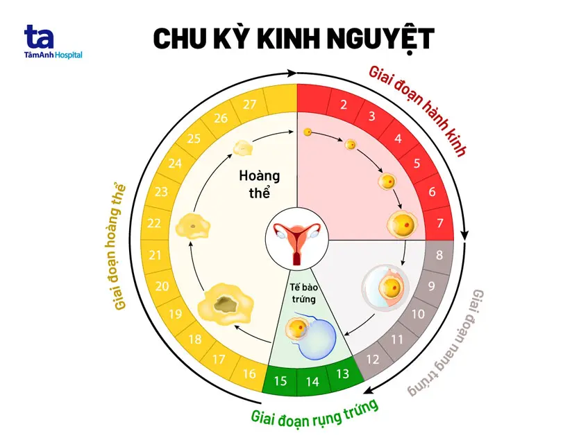 b0s589_mo-ta-chu-ky-kinh-binh-thuong-o-phu-nu.webp