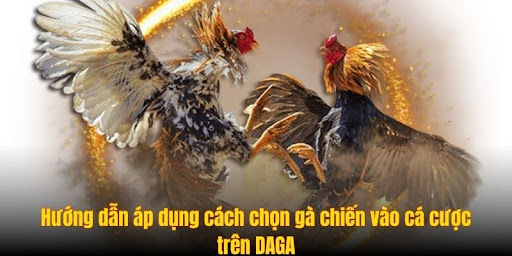 chon ga chien vao ca cuoc