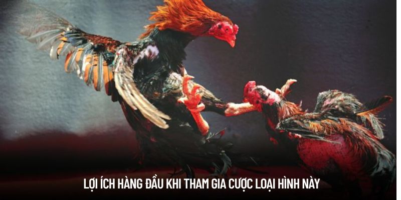 da ga noi