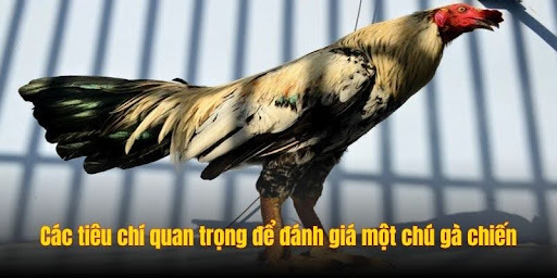 tieu tri danh gia ga chien