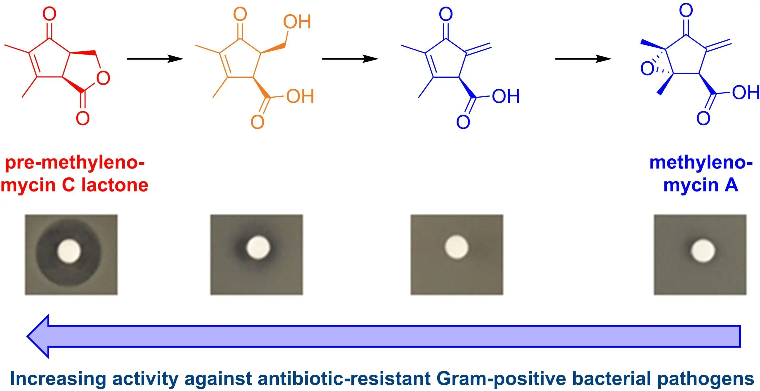 053j0r Pre Methylenomycin C Lactone Graphic scaled 1