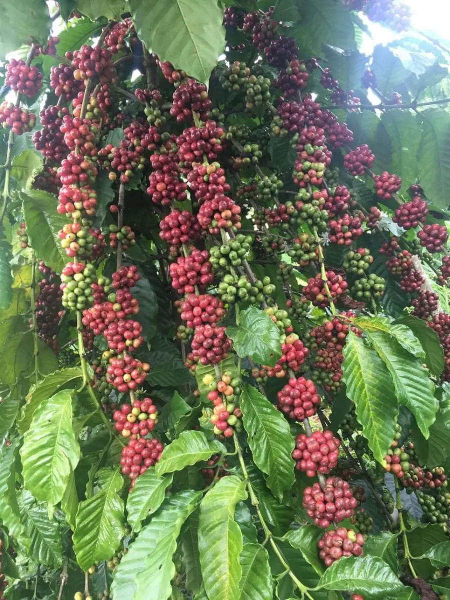 0enzr5 gi C3 A1 20c C3 A0 20ph C3 AA