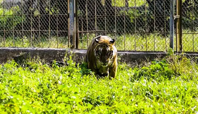 4ar2d3 hvd0828 17557440165381685382236