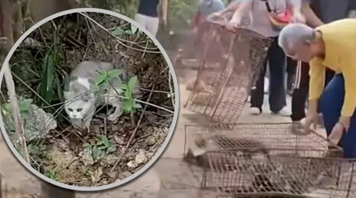 53jfpc screenshot 2025 11 10 160724 1762765655623122941961 73 0 747 1287 crop 17627657633421524634254