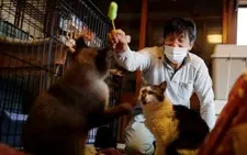 82p4f4 nhat fukushima sakae kato cats reuters 16148276013661842785211 crop 16148280454141453684899