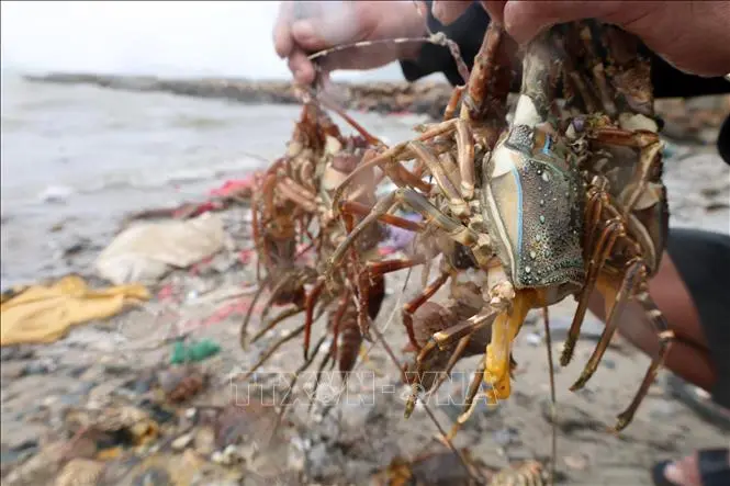 c9temq tom hum 211125 5 1763720690015 17637206912901127745286