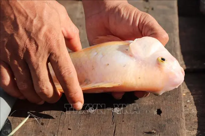 dxv4zl ca chet 25112025 04 1764042450465 1764042452462997608217