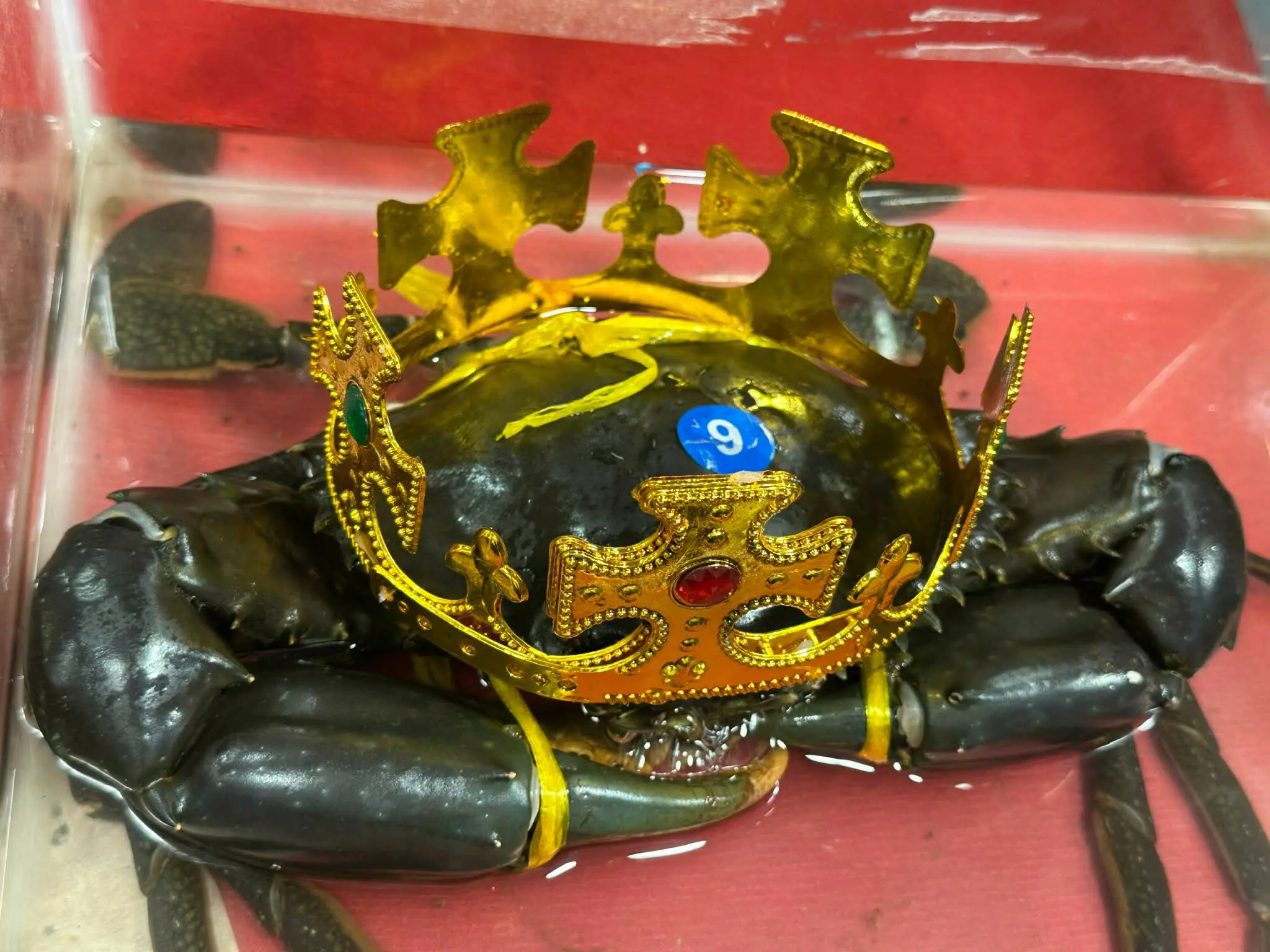 ht0dwh e213b6d3 e2d8 4c43 be99 76d982bee71e 17638150660191618152230