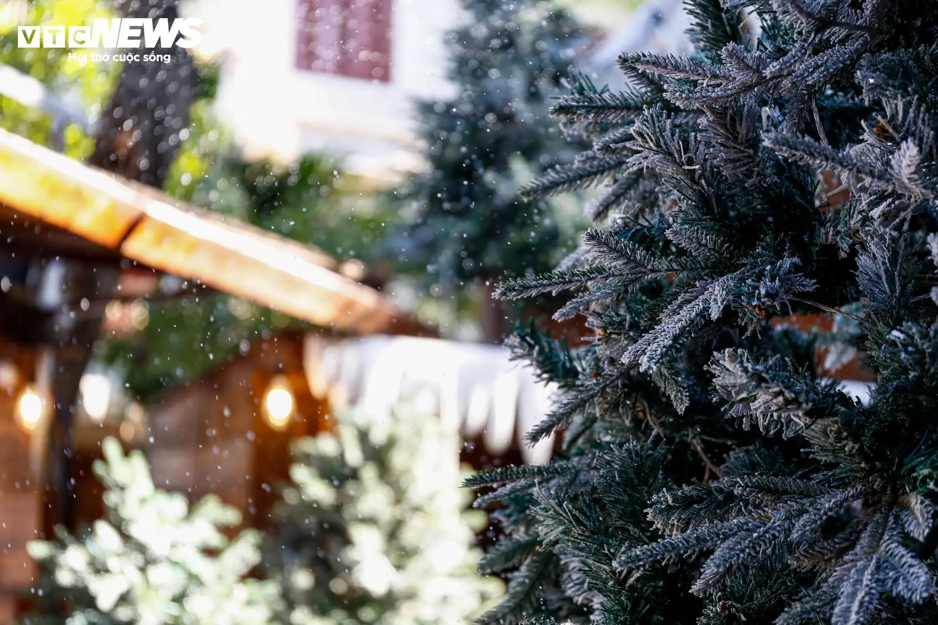 hx73ql ca phe noel 5 01334067