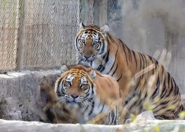 kh09xq z7179182622687cb979c6d14d54198a73aa6b9dd10634f 1762005535921642617436