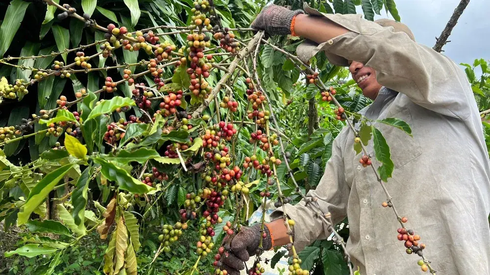 kuz3yb xuat khau ca phe 4163 7812.jpg