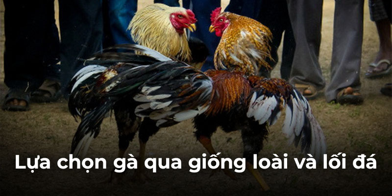 lua chon ga qua giong loai va loi da