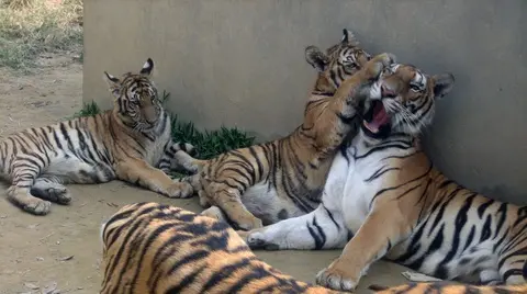 ndr4fu thanh hoa ho nuoi nhot o trang trai tai xa xuan tin huyen tho xuan 5 1761794970503633129678