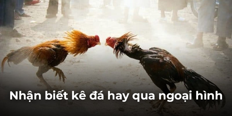 nhan biet ke da hay qua ngoai hinh