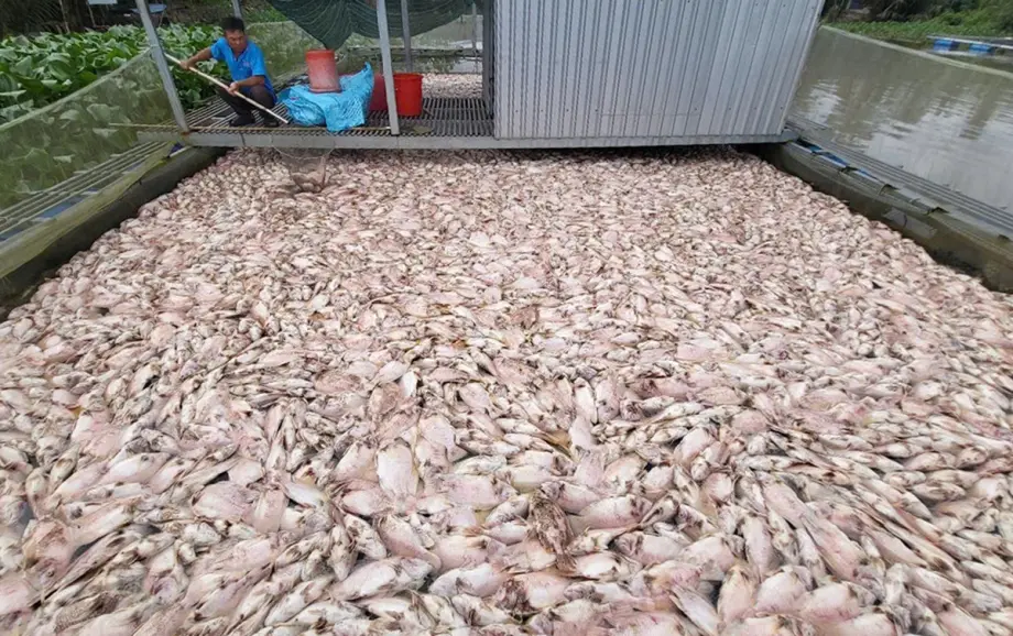 qfb7nv 123 ONG O CAN THO 1761912255 4097 1761913550