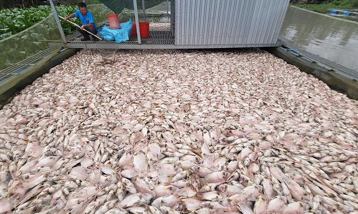 rr87fe 123 ong o can tho 1761912255 4 9454 6881 1761915109