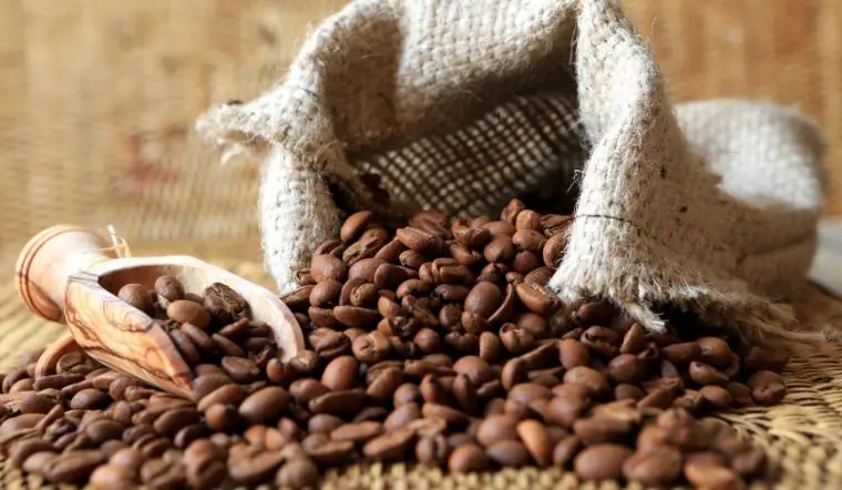 ub34j7 gia ca phe hom nay 13 11 2023 gia khong doi 202311130951295402